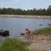 a Ridgeback on the shores of Willow Springs lake