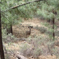 Mule Deer on the Isabella trail