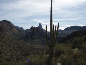 Saguaro in the Superstitions