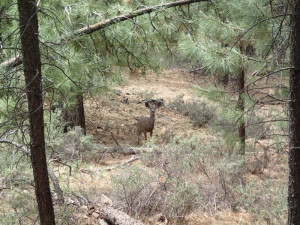 Mule Deer on the Isabella trail
