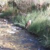 shy deer drinking from Phantom creek