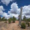 Tall Timbers Trail