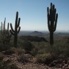 Saguaro in the Superstitions