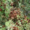 Attack of the ladybugs at Kendrick mountain (via the Kendrick trail)