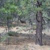 Shy deer along the Smith Ravine trail