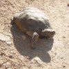 &quot;Timmy&quot; the desert Tortoise seen on the trail to Sunrise peak