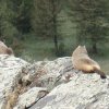 Marmots relaxing in the sun