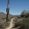 Lone Saguaro guards the Go John trail