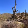 Funky Saguaro along the trail to Rondo Spring