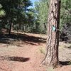 Look for the blue diamonds on the trees to stay on the Timber mesa trail