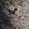 Rattlesnake on the Mesquite canyon-Willow canyon trail loop (White tank regional park)