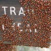 Ladybugs on the Kendrick mountain trail sign