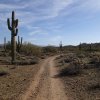 Saguaro line the Union peak trail (Phoenix sonoran preserve)