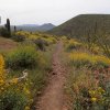 desert wildflowers along the Elephant mountain loop trail (Spur Cross)