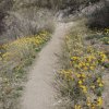 Wildflowers along the Sabino Canyon trail