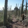 Saguaro along the Lost Goldmine trail