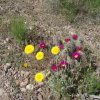 Desert wildflowers