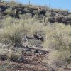 Wild burros on the Walkin&#039; Jim trail