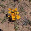 desert wildflowers on the Reavis Ranch trail