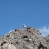 Mountain goats on Mount Washburn - Yellowstone national park