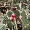 Prickly pear cactus on the Juniper spring trail