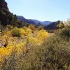 Fall colors along Sycamore creek and the Taylor cabin trail