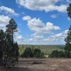 Tall Timbers Trail