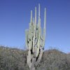 Huge many armed saguaro on the trail to dripping springs in the Superstition wilderness