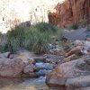 Hiking along Stone Creek in the Grand Canyon