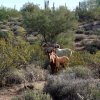 Wild horses on the Wild Horse (Lead) trail