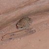 Small frog in North Canyon