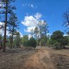 Tall Timbers Trail