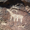 petroglyphs at the Cline Creek site hike
