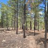 Tall Timbers Trail
