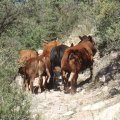 Scaring cattle on the Hyde mountain trail