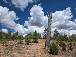 Tall Timbers Trail
