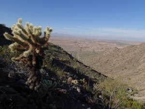Cholla enjoys the views of the Radio tower trail